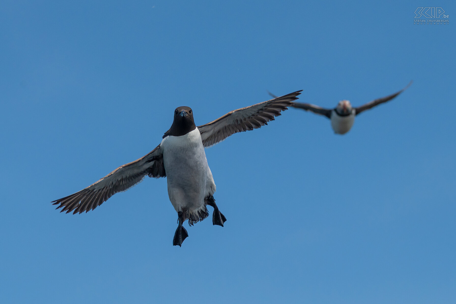 Farne Islands - Guillemot en puffin  Stefan Cruysberghs